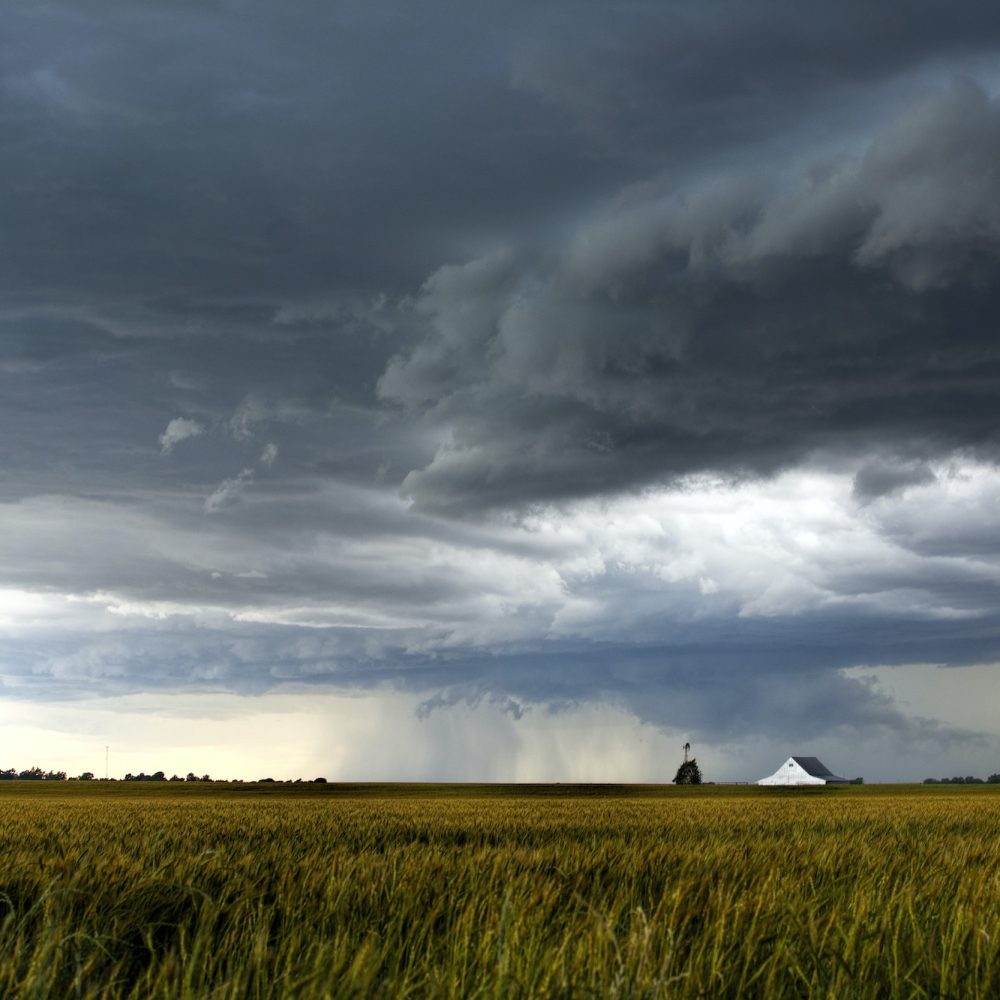 A storm over a golden wheat field threatens a farm and barn south of Tonkawa, Oklahoma